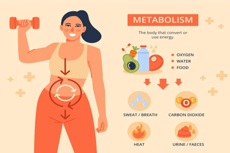 Understanding Your Metabolism